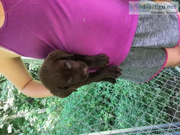 Labrador puppies