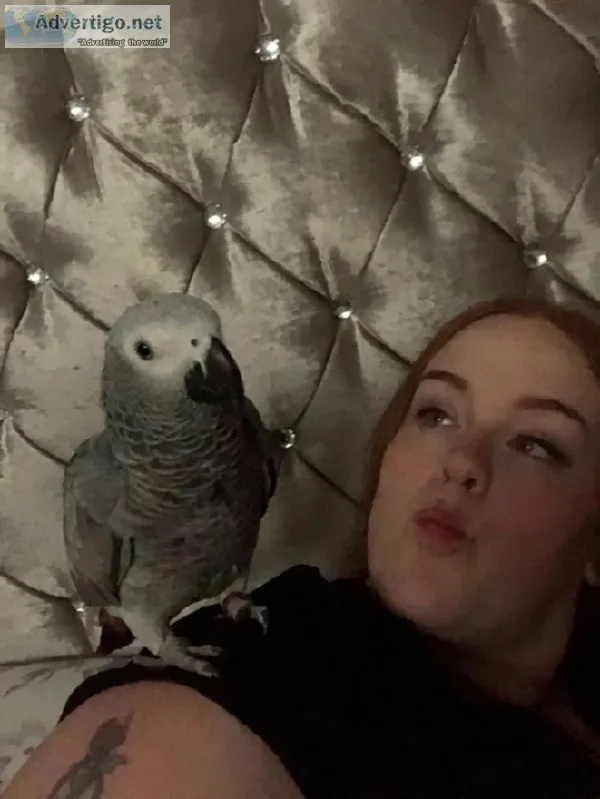 khafi  African Greys N Talking Inc Cage N Toys
