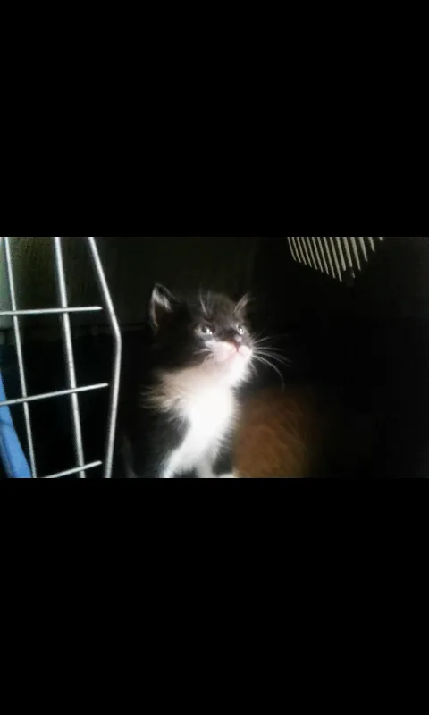 Needing a good home