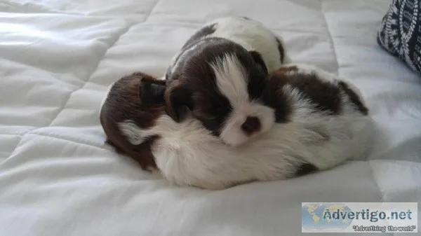 AKC Shihtzu Puppies