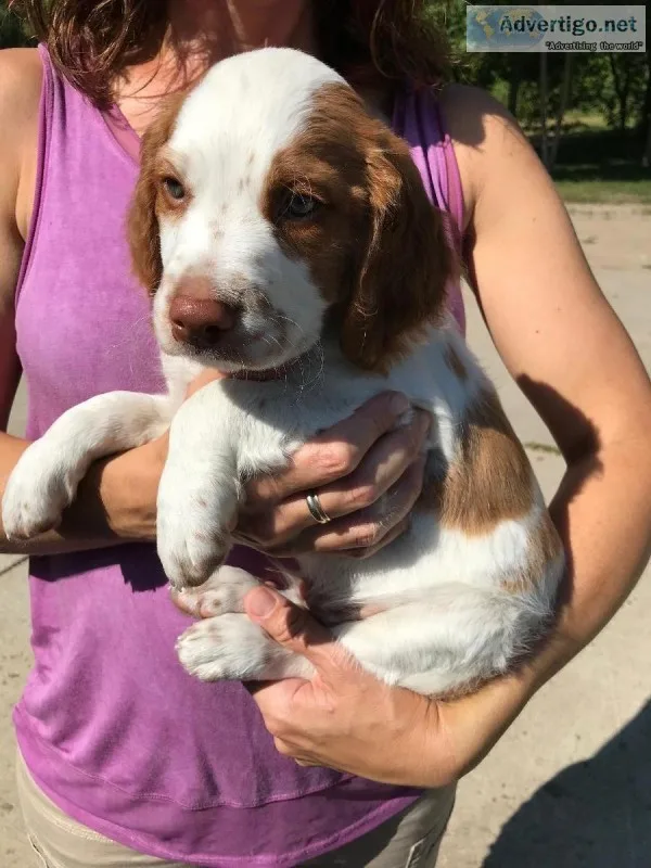 AKC Registered Brittany Puppies