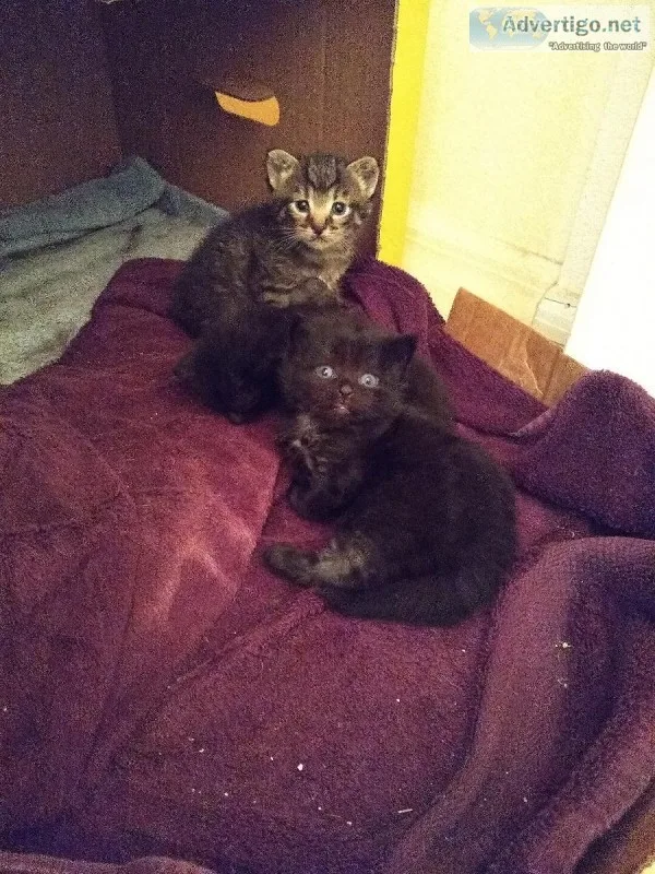 Free kittens