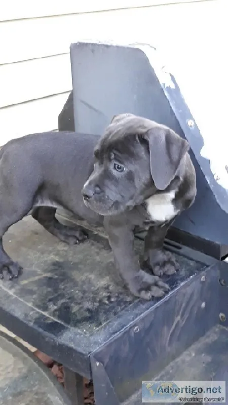 Bully puppies