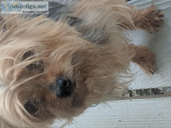 Adult male yorkie