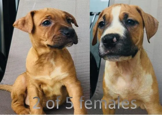 Pitbull Puppies