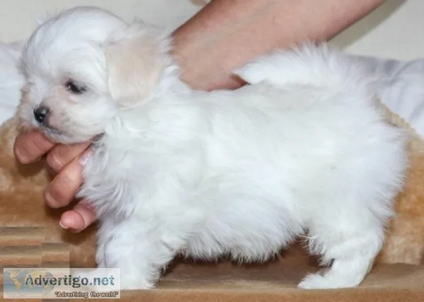 Maltese puppy Female