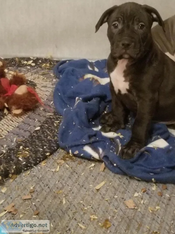 American bully puppies
