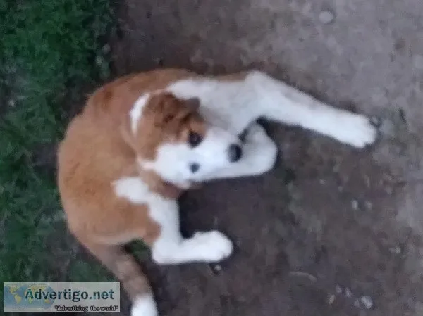 Bernese Pyrnese pups for sale