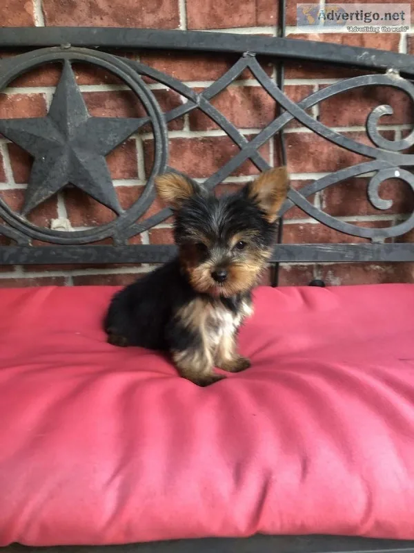 YORKIE Puppies Registered