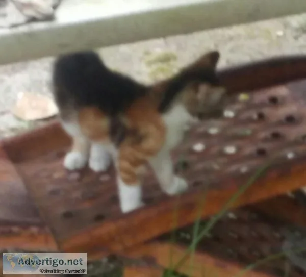 kittens