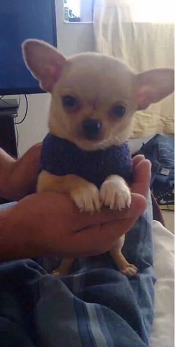 Stunning Lilac And Tan Puppies available