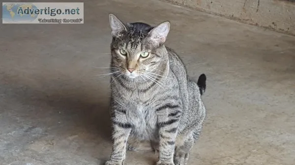 Pretty Eyed Tabby [give away]