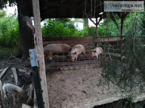 5 hogs for sale