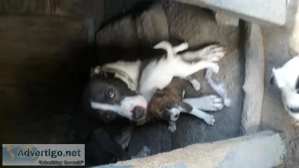 Pitbull puppies
