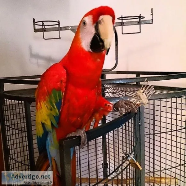 Adorable Scarlet macaw