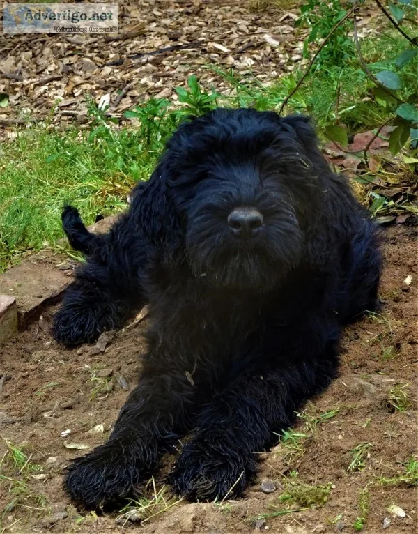 Black Russian Terrier Puppies