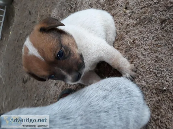 Red Healer puppies