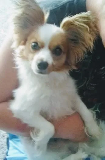 papillon