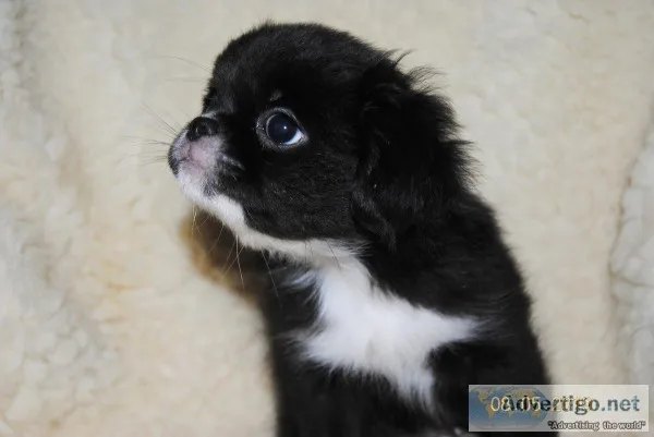 ISSAC Japanese Chin Shih-Tzu Pekingese Mix pup for sale.