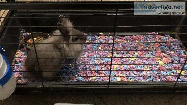 Baby bunny
