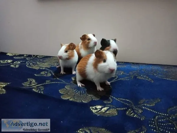 Guinea pigs for sale males And females
