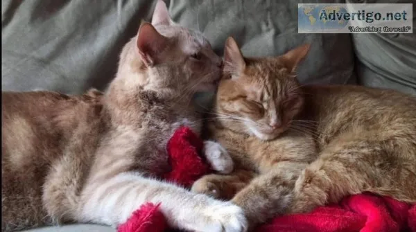 Two tabby brothers looking for a loving home