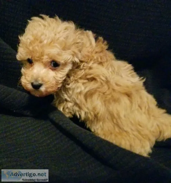 AKC Petite Miniature Poodle Puppies -LIMITED Registration