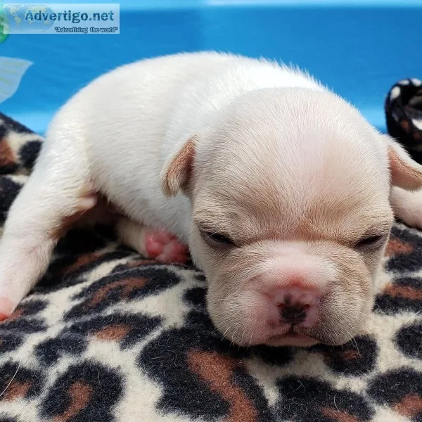 French bulldog