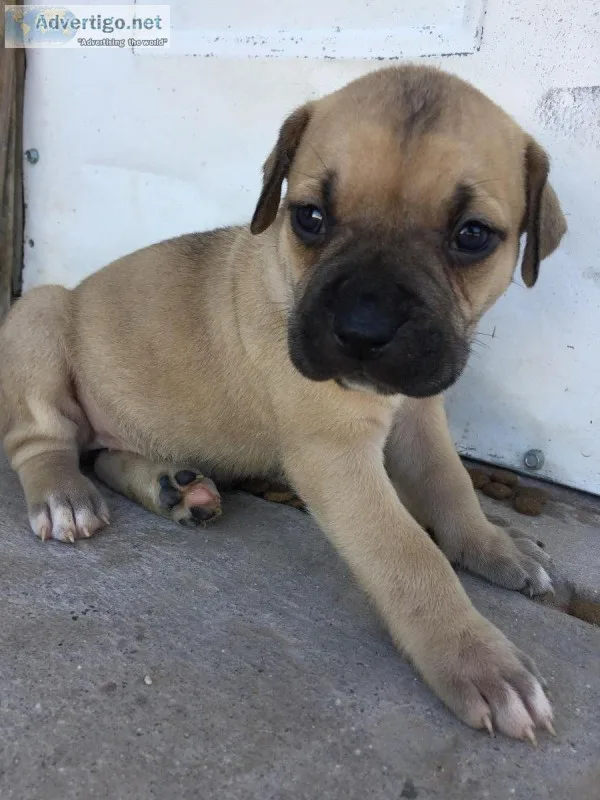 Italian Mastiff Cane Corso puppies