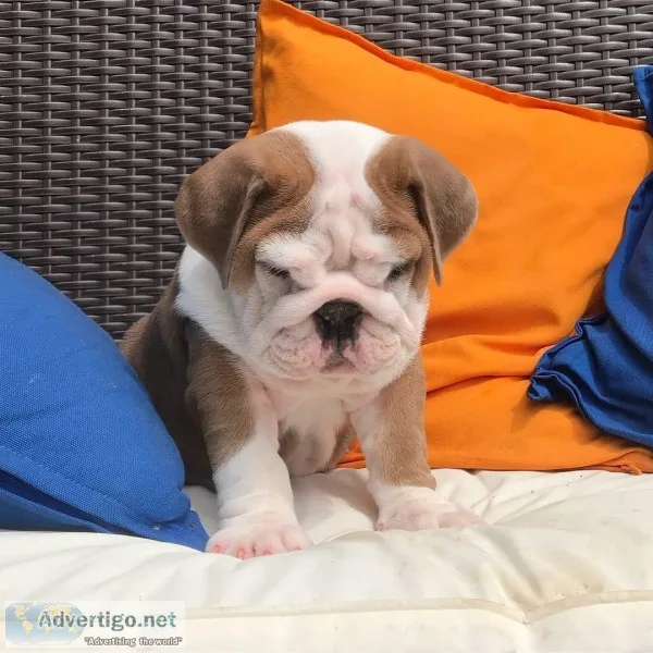 bulldog puppies ready for their new homes