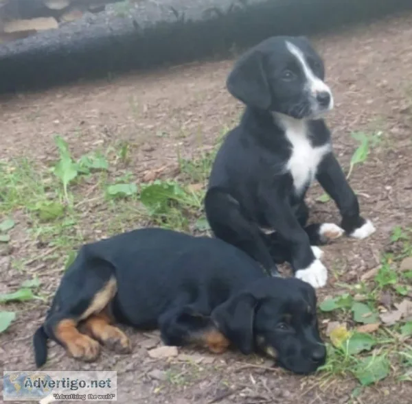 BoxerLab Puppies 10weeks old