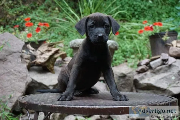 HEALTHY MIXED LAB PUPPIES