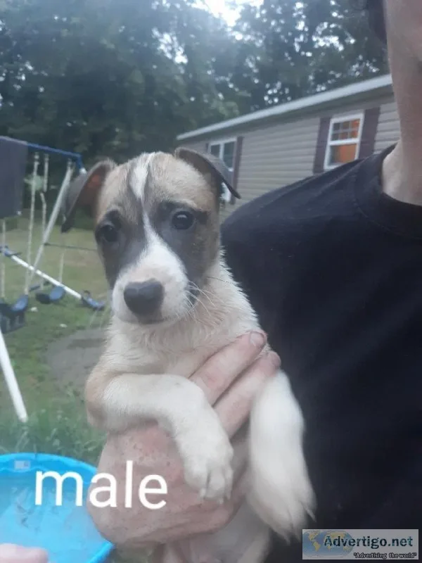 Puppies ready for their furever home