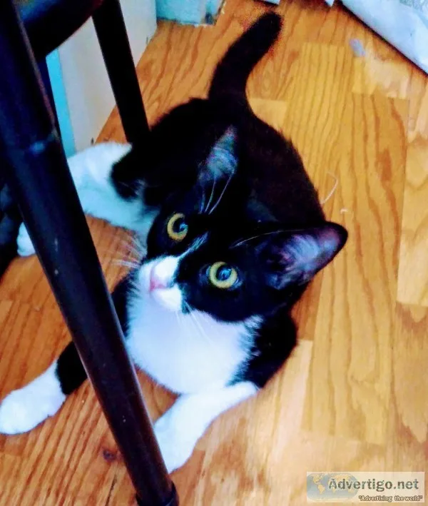 1 year old cat name ruby