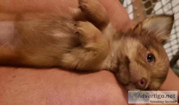 Female Teacup Red Sable Long Haired Chihuahua Puppy