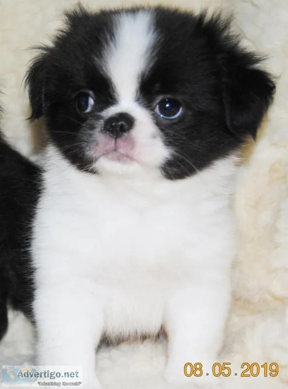 OZZIE Japanese Chin Shih-Tzu Pekingese Mix pup for sale.