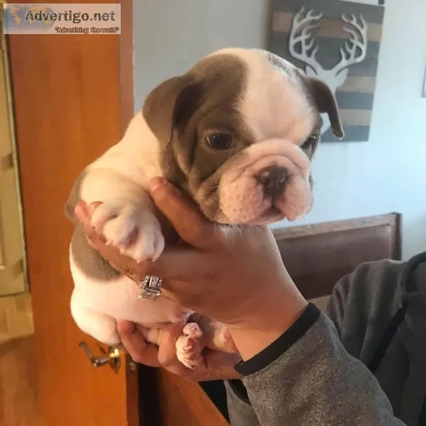 Bulldog pupies