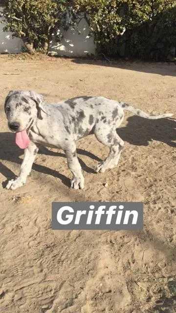 Pure Great Dane Puppies