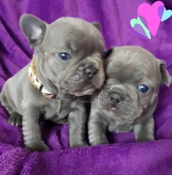 Blue french bulldog Puppies Kc For Sale