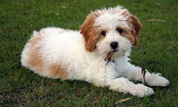 Cavalier King Charles Spaniel Poodle