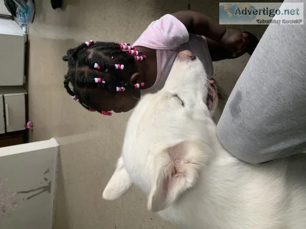 Husky pure breed