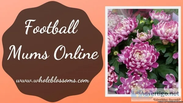 Get Football Mums Flowers for Your Wedding Flower Decorations