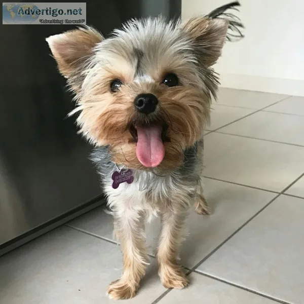 Yorkshire puppies for re-homing 
