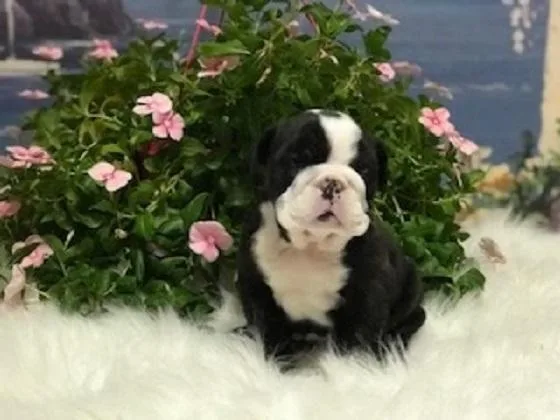 English Bulldog AKC Black Brindle Female