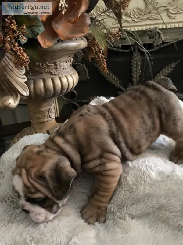 English Bulldog puppies