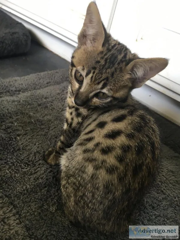 Two Pretty F3 Savannah Female Kittens
