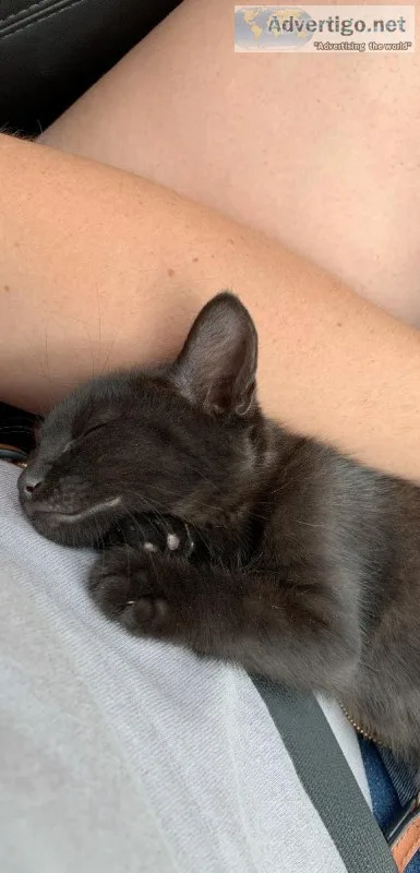 Sweet Kitten in Need of a Good Home
