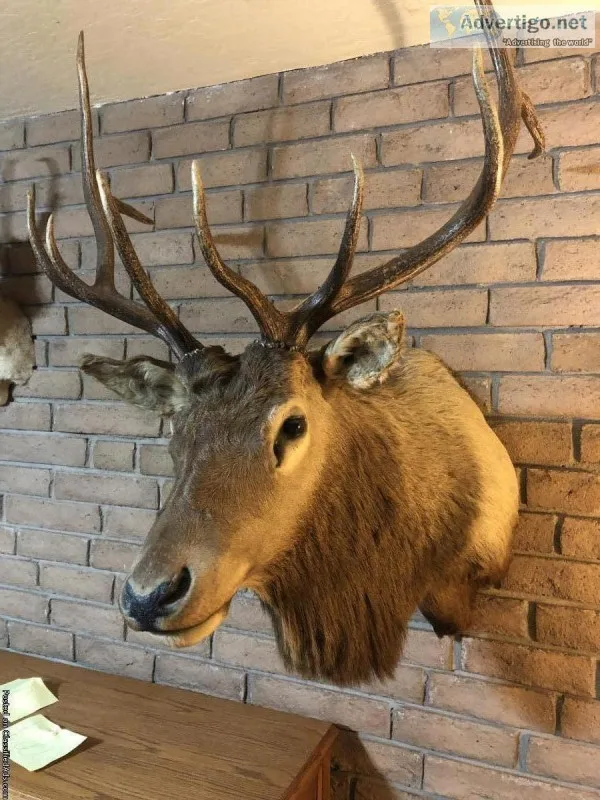 Animal Mounts