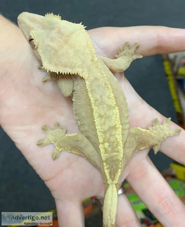 Crested geckos