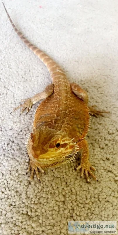Bearded dragon